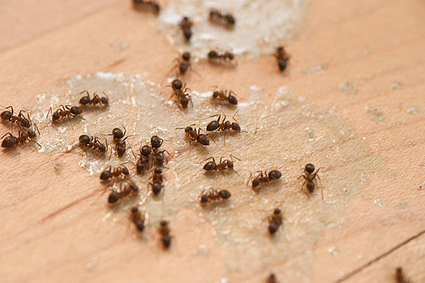 Best Cockroach Control Services  in Moore, OK